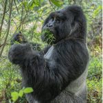 Mountain Gorilla Trekking and Walking Safari in Uganda