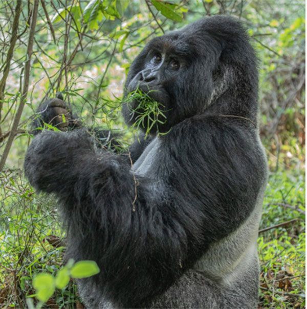 You are currently viewing Mountain Gorilla Trekking and Walking Safari in Uganda