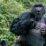 Can l see gorillas in Mgahinga during the rainy season?