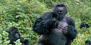 Read more about the article Can l see gorillas in Mgahinga during the rainy season?