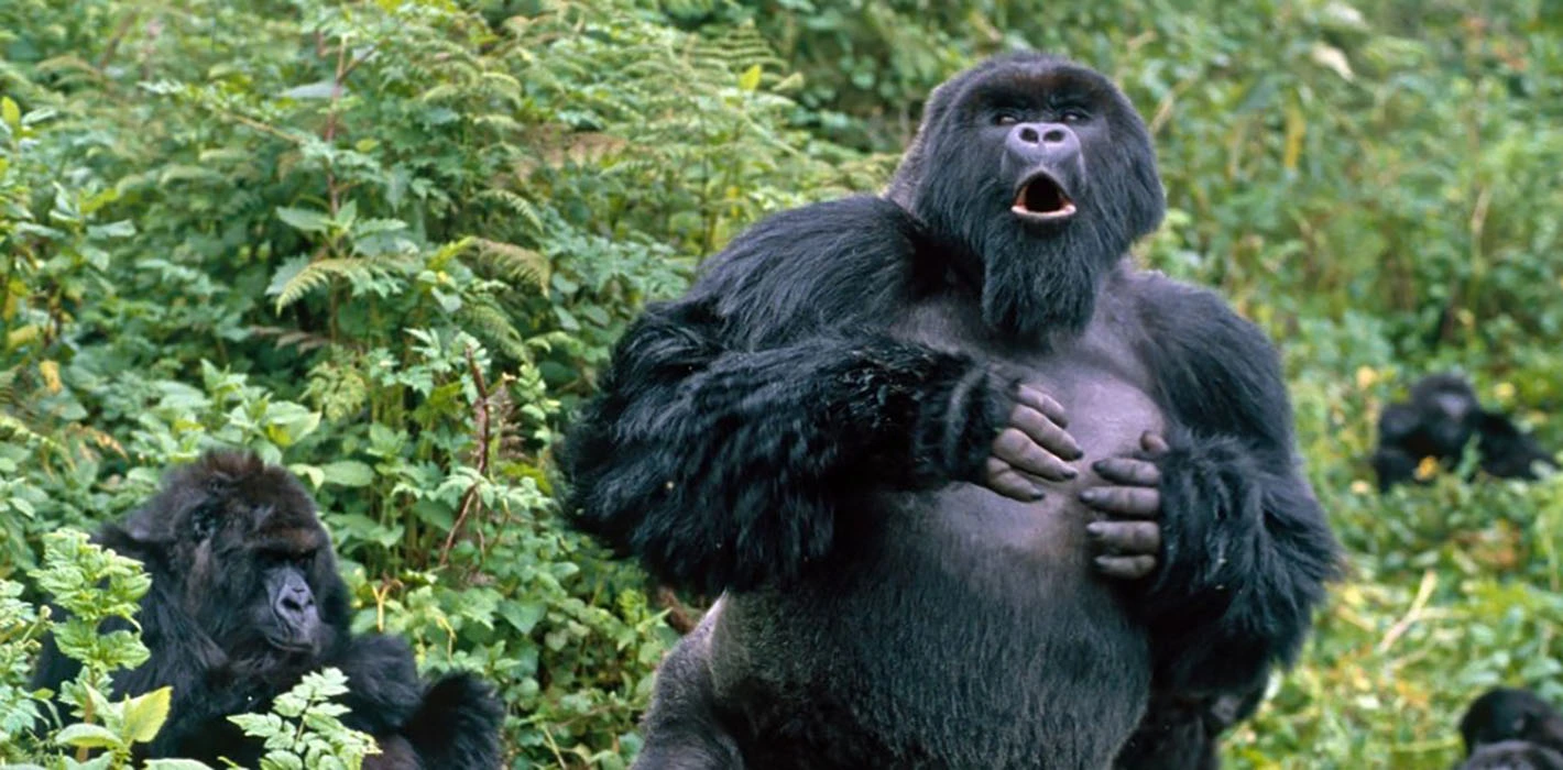 You are currently viewing Can l see gorillas in Mgahinga during the rainy season?