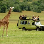 What to expect on a wildlife safari in Uganda