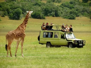 Read more about the article What to expect on a wildlife safari in Uganda