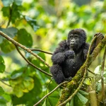 How to plan a gorilla tracking safari