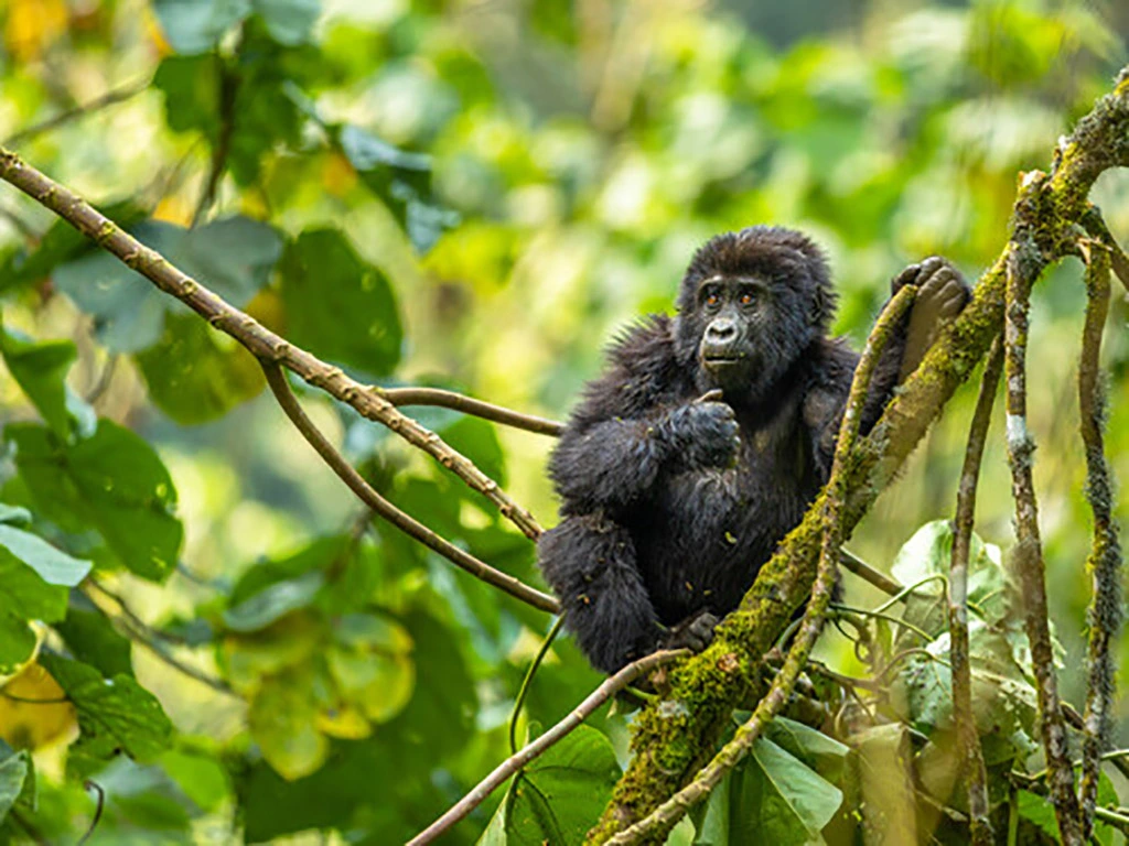 You are currently viewing How to plan a gorilla tracking safari