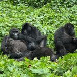 Which Visa Do You Need to Visit Uganda and Rwanda?