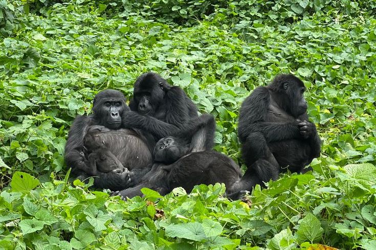 You are currently viewing Which Visa Do You Need to Visit Uganda and Rwanda?