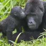 Is the gorilla trekking experience in Uganda safe?