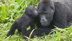 Read more about the article Is the gorilla trekking experience in Uganda safe?
