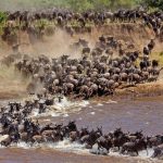 Best Time for Wildebeest Migration Safari