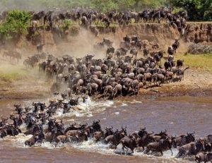 Read more about the article Best Time for Wildebeest Migration Safari