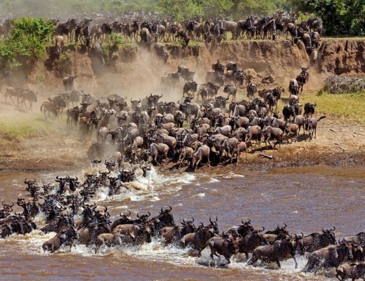 Wildebeest Migration Safari