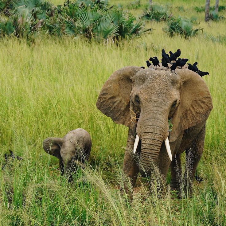 You are currently viewing 7 Days Fly in Uganda Gorilla Trekking and Wildlife midrange Safari