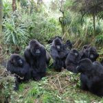 Reasons Uganda should be your Bucket list