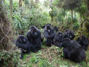 Read more about the article Reasons Uganda should be your Bucket list