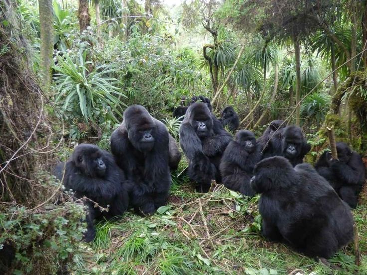 You are currently viewing Reasons Uganda should be your Bucket list