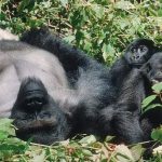 Gorilla Trekking Safari from the USA