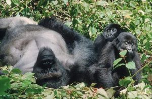 Read more about the article Gorilla Trekking Safari from the USA