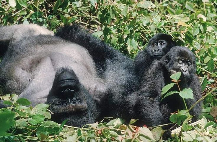 You are currently viewing Gorilla Trekking Safari from the USA