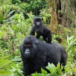 Interesting facts about mountain Gorillas