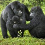 Gorilla Trekking from Kampala Uganda