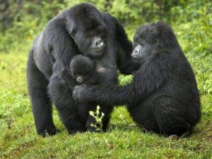 Read more about the article Gorilla Trekking from Kampala Uganda