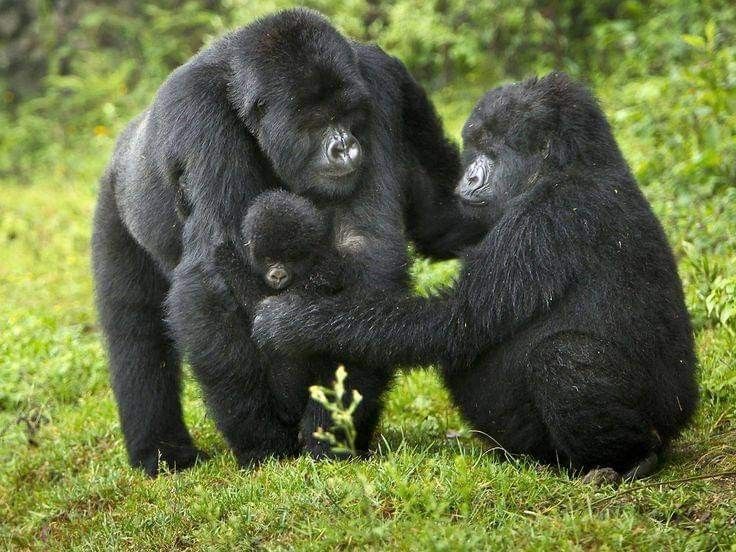 Read more about the article Gorilla Trekking from Kampala Uganda