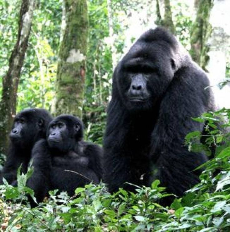 Read more about the article Gorilla Trekking Safari from Mexico
