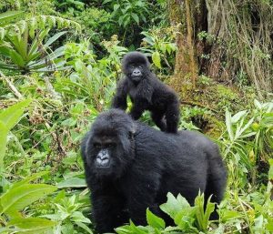 Read more about the article Interesting facts about mountain Gorillas