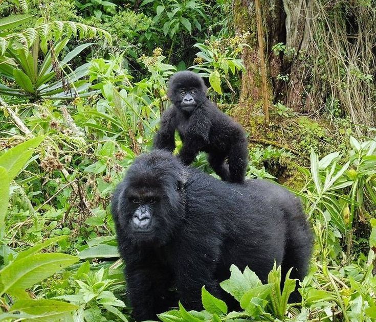You are currently viewing Interesting facts about mountain Gorillas