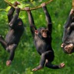 Chimpanzee habituation in kibale national park