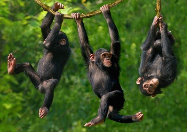 You are currently viewing Chimpanzee habituation in kibale national park