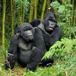 How to Book a Rwanda Gorilla Permit in 2025–2026.