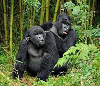Read more about the article How to Book a Rwanda Gorilla Permit in 2025–2026.