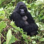 First Time Traveller Rwanda Experience