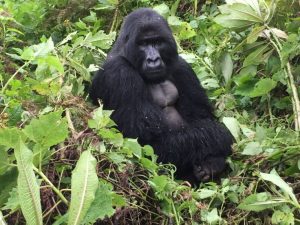 Read more about the article First Time Traveller Rwanda Experience