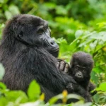 How Does One Communicate to a Gorilla?