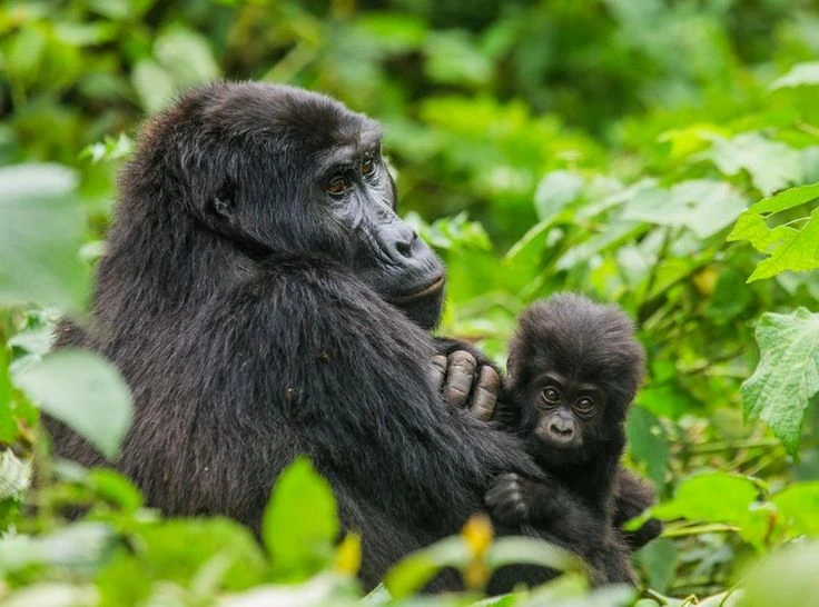You are currently viewing How Does One Communicate to a Gorilla?