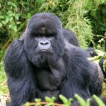 Best Rwanda Gorilla Safari