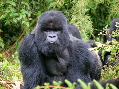 You are currently viewing Best Rwanda Gorilla Safari