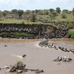 Combining a Safari in Uganda with Kenya’s Great Migration