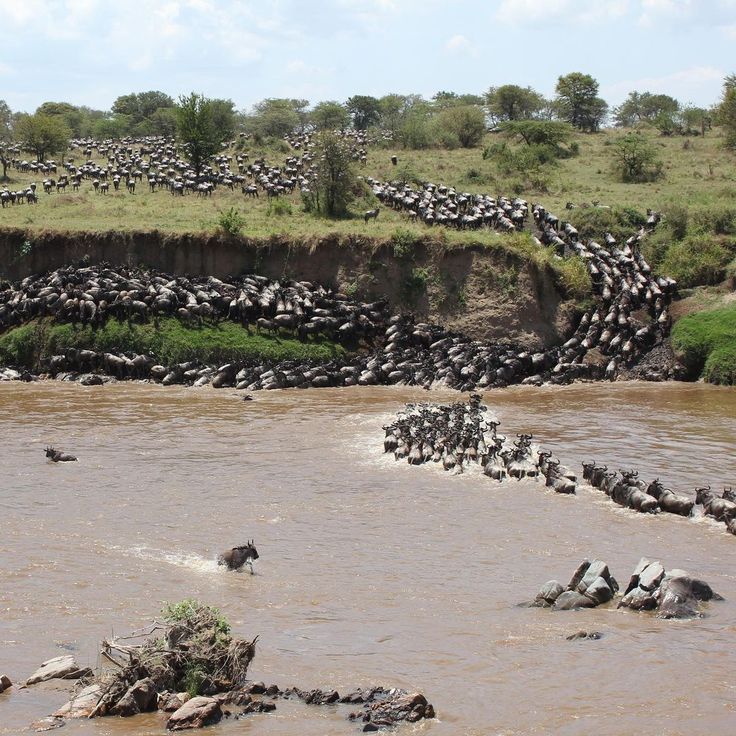You are currently viewing Combining a Safari in Uganda with Kenya’s Great Migration