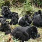 Benefits of a group gorilla trekking safari.