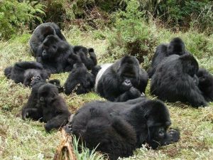 Read more about the article Benefits of a group gorilla trekking safari.