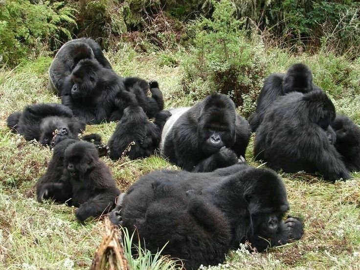 You are currently viewing Benefits of a group gorilla trekking safari.