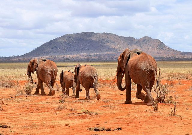 You are currently viewing Best Time of the Year for a Safari in Kenya