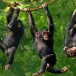 Chimpanzee photography safari in Uganda