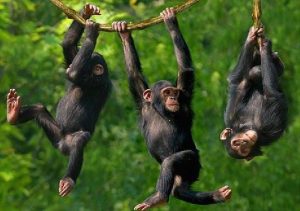 Read more about the article Chimpanzee photography safari in Uganda