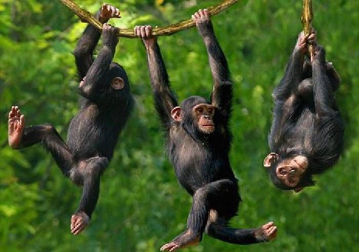 You are currently viewing Chimpanzee photography safari in Uganda