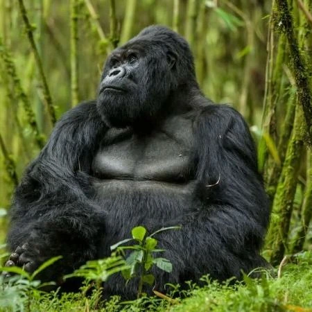 You are currently viewing Don’ts on a Uganda and Rwanda Safari